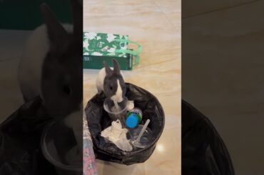 Crazy Rabbits Crazy Moments #rabbit #bunny #pets #animals #petcare #petvideos #fyp #shorts