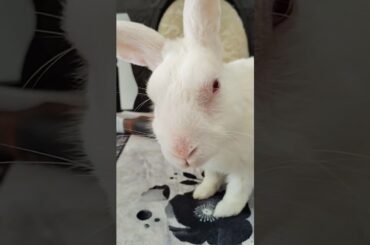 #bunny #rabbit #cute #bunnyoftheday #mycuterabbit #youtubeshorts #cutebunny #business