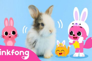 Baby Rabbits Jump! | Cute Rabbit Song | Baby Animals Song | Pinkfong Official for Kids