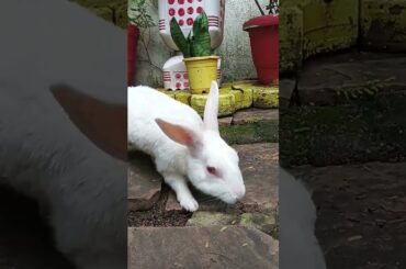 #bunny#rabbit #lifeisbutadreem #animals #bunnyoftheday #youtubeshorts#animals #business#mycutepet