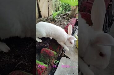 #rabbit #bunny #cute #bunnyoftheday #funny #animals #youtubeshorts #business#garden