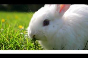 Cute Baby Animal Videos- Baby Rabbit eating grass