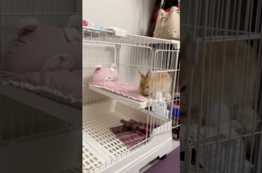 Some adorable Rabbits #rabbit #bunny #pets #animals #petvideos #petcare #fyp #shorts