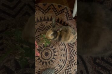 Small bunny eating #asmr #cutebunny #funnybunny #babybunny