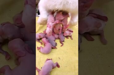 Rabbit growth - Baby BUNNY Grow Up Day By Day #shorts #cute #pets