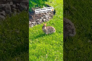 Cute bunny ! #bunny #rabbit #rabbitrescue #animals #cute #rabbitfarming