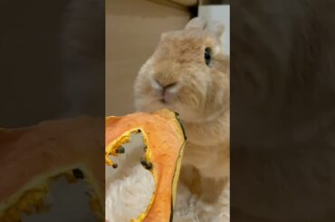 cute rabbit eating dried papaya fruit #shortvideo #shorts #rabbit #bunny #cute