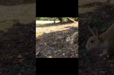 Cute Rabbit Videos to Soothe Your Heart