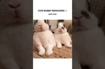 Cute Bunny Behaviors (part 1)