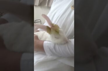 #bunny #rabbit #pets #bunnyoftheday#cute #mycuterabbit#animals #youtubeshorts #bunneise#love