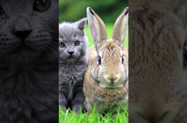 Bunny and kitten cute friendship in the farm garden  #kitten #adorable #cutebunny #youtubeshorts