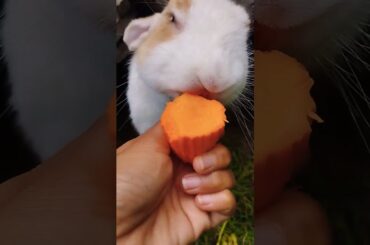 #rabbit #bunny #cute #cutebunny #pets #rabbitbaby #wheatgrass #kelincikreatif #pet #kelinciberanak