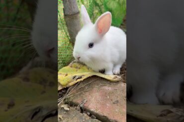 #rabbit #mycuterabbit #cutebaby #bunny #cute