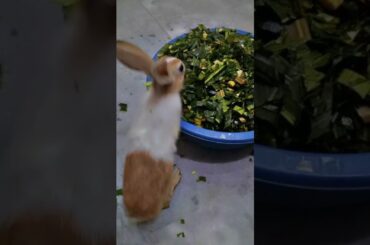 Rabbit #shortvideo #rabbit #cute #bunny #trending #shorts #viral #ytshorts #art #subscribe #like