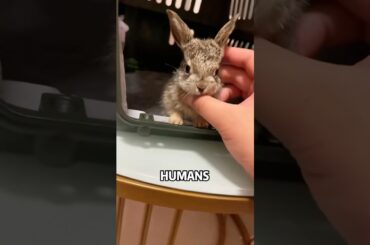 This man saved an abandoned baby rabbit