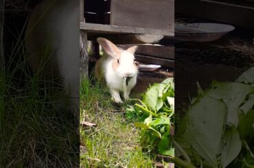 #rabbit #ihavethisthingwithplants #cute #mycuterabbit #funny #pets #cutebunny #kelincikreatif #pet