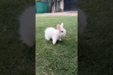 Little rabbit playtime. Pets. Cute rabbit. #bunny #viralshort #rabbit