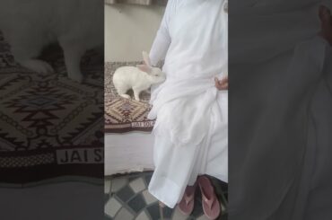 #cute #rabbit #lifeisbutadream #funny #love #bunnyoftheday #mycuterabbit #animals #youtubeshorts