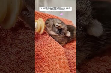 This man found a baby bunny following him and gave it a loving home