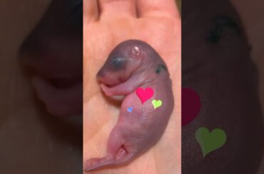 What Kind of Animal Is This Tiny Pink Baby? | Dodo Kids