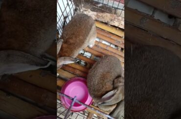 kelinci cute #shorts #kenjzifarm #kenjzipetualang