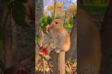 Cute Bunny Nibbling on a Fig in Nature #cute #reeflife #animals