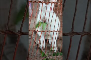 #khushkhargosh #rabbitishappy #khushrbbit #pet #rabbitbreeding #khargosh #cute #rabbit #bunny