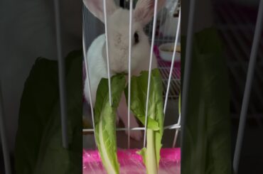 #rabbit #mycuterabbit #cutebaby #bunny #pets #cute #animals