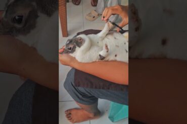Rabbit caretime #kelinci #rabbit #bunny #cute