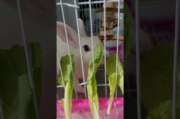 #rabbit #mycuterabbit #cutebaby #bunny #pets