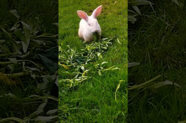 #cute #pets #rabbit #animals #bunny #kelincikreatif #pet #kelinciberanak #animal #mybunny