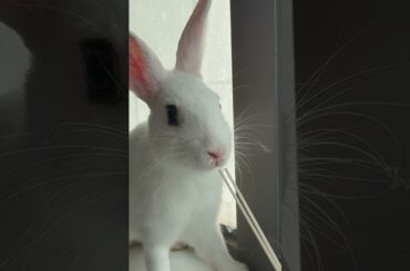#rabbit #mycuterabbit #cutebaby #bunny #pets #cute #cuteanimals #food