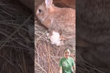 Cute little rabbit when he's hungry. Rabbit. Cute little rabbit in the countryside.#shorts #rabbit