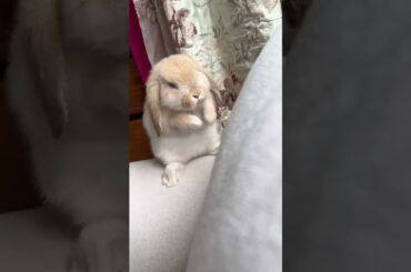 Rabbits Cute Moments #rabbit #bunny #pets #animals #petvideos #petcare #fyp #shorts