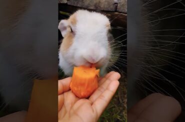 #rabbit #cute #bunny #pets #animals #kelincikreatif #pet #kelinciberanak #animal #mybunny