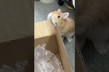 Rabbits Have Very sharp teeth #rabbit #bunny #pets #animals #petvideos #petcare #fyp #shorts