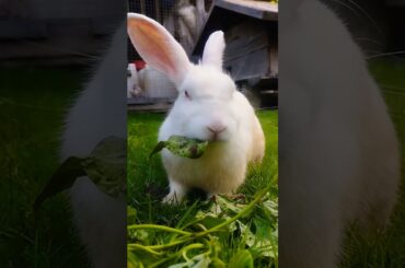 #cute #animals #rabbit #pets #cuteanimals #kelincikreatif #pet #bunny #kelinciberanak #animal