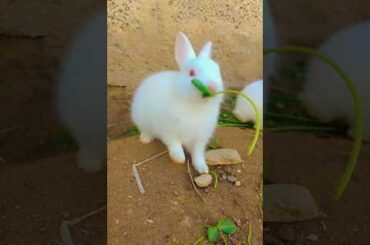 cute rabbit #rabbit #mycuterabbit #cuteanimal #mybunny #cute #cutepet #cuterabbit #funny #cutebunny