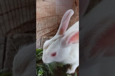 #cuterabbitshorts #cutebabyrabbit #pet #petrabbit #rabbit #cute #bunny #healthyrabbit #pyararabbit