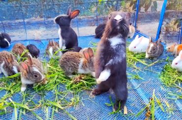 Cute Baby Rabbit Sounds | A Beautiful Moment #pets