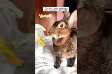 This family rescued a baby rabbit from their dog’s mouth and then...