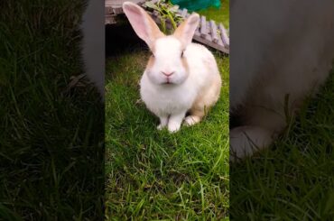 cute rabbit #rabbit #pet #bunny #animal #cute #animal #mammal #funny #houserabbits #pet #fyp