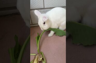 #cutebaby #rabbit #mycuterabbit #bunny #pets #cute #animals #funny #cuteanimals