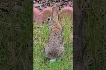 Rabbit in grass #rabbit #cute #shorts