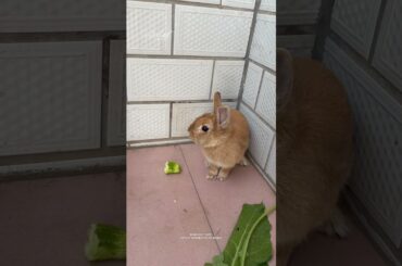 #cutebaby #rabbit #mycuterabbit #bunny #pets #cute #animals #funny #cuteanimals