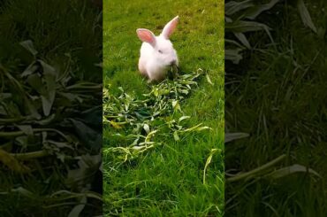 #rabbit #cute #bunny #pets #animals #kelincikreatif #pet #kelinciberanak #animal #mybunny #mammal