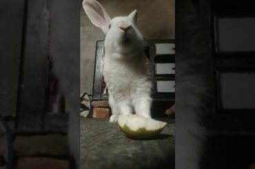 Cute Bunny Alert! #rabbit #cute #bunny #cutebunny #animals like subscribe