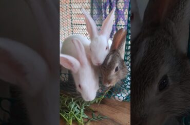 #pet #khargosh #cute #rabbit #viralvideo #viralvideo #smallpet #rabbitbreeding #rkpetrabbit #baby