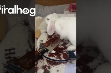 Bunny Takes The Cake || ViralHog