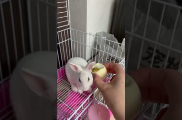 #cutebaby #rabbit #mycuterabbit #bunny #cute #pets #love #funny